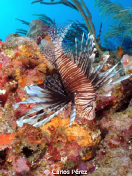 LION FISH VIEW @ LA CHIMENEA LAJAS, P.R. by Carlos Pérez 
